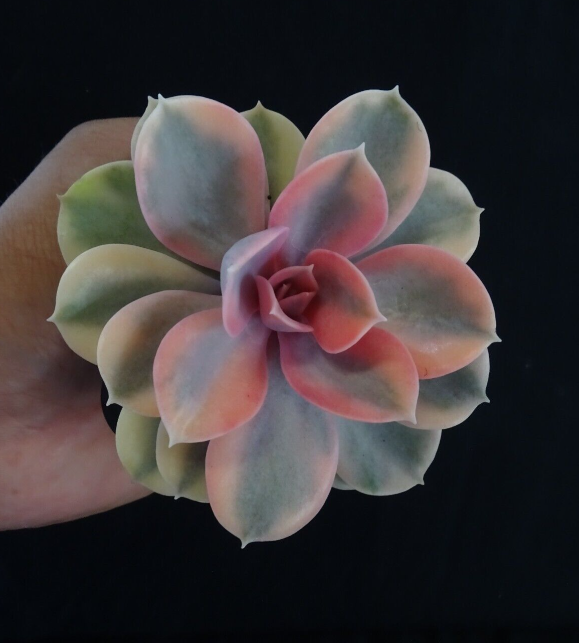 Echeveria x hybrid 'West Rainbow'