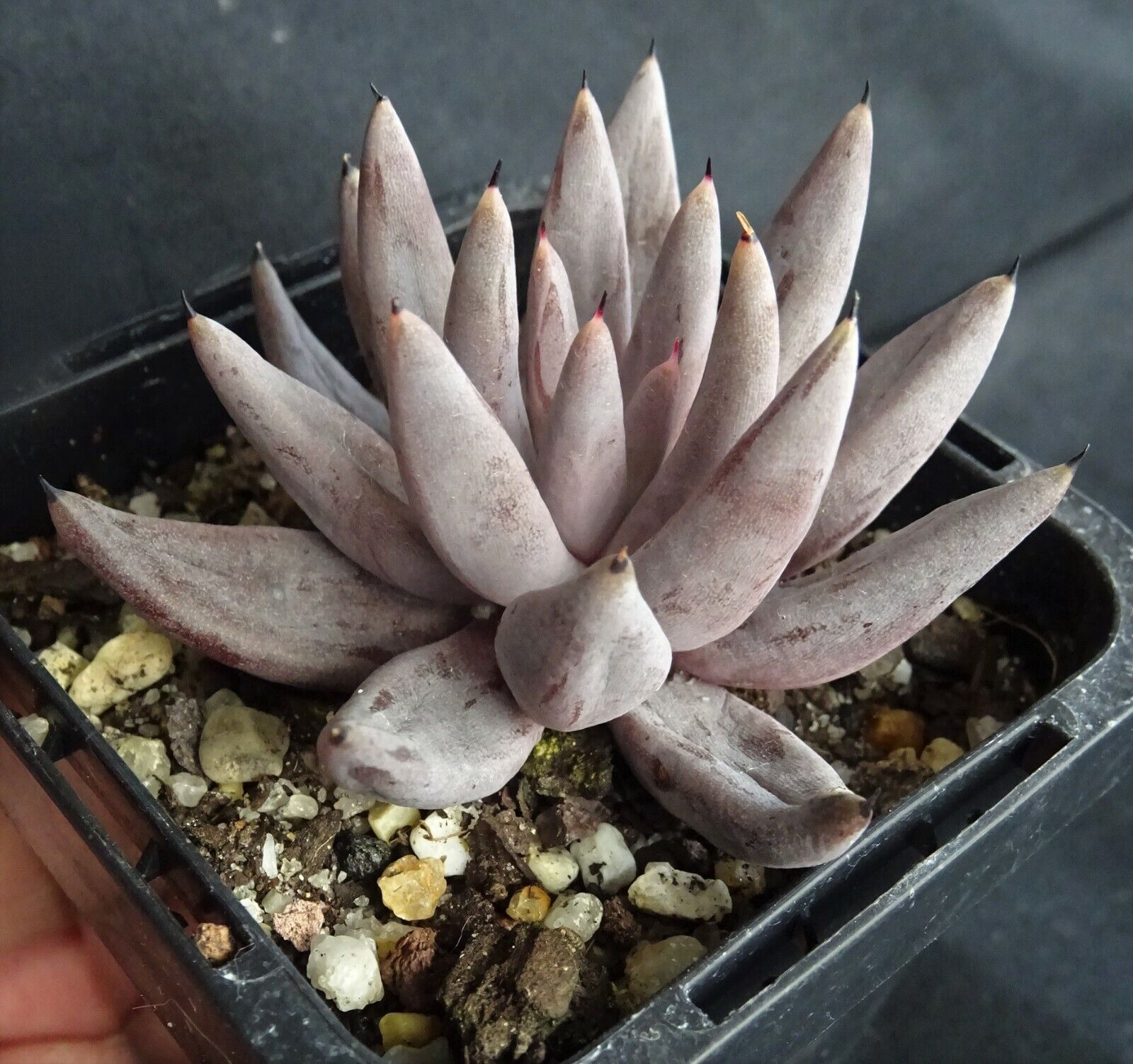 Echeveria unguiculata