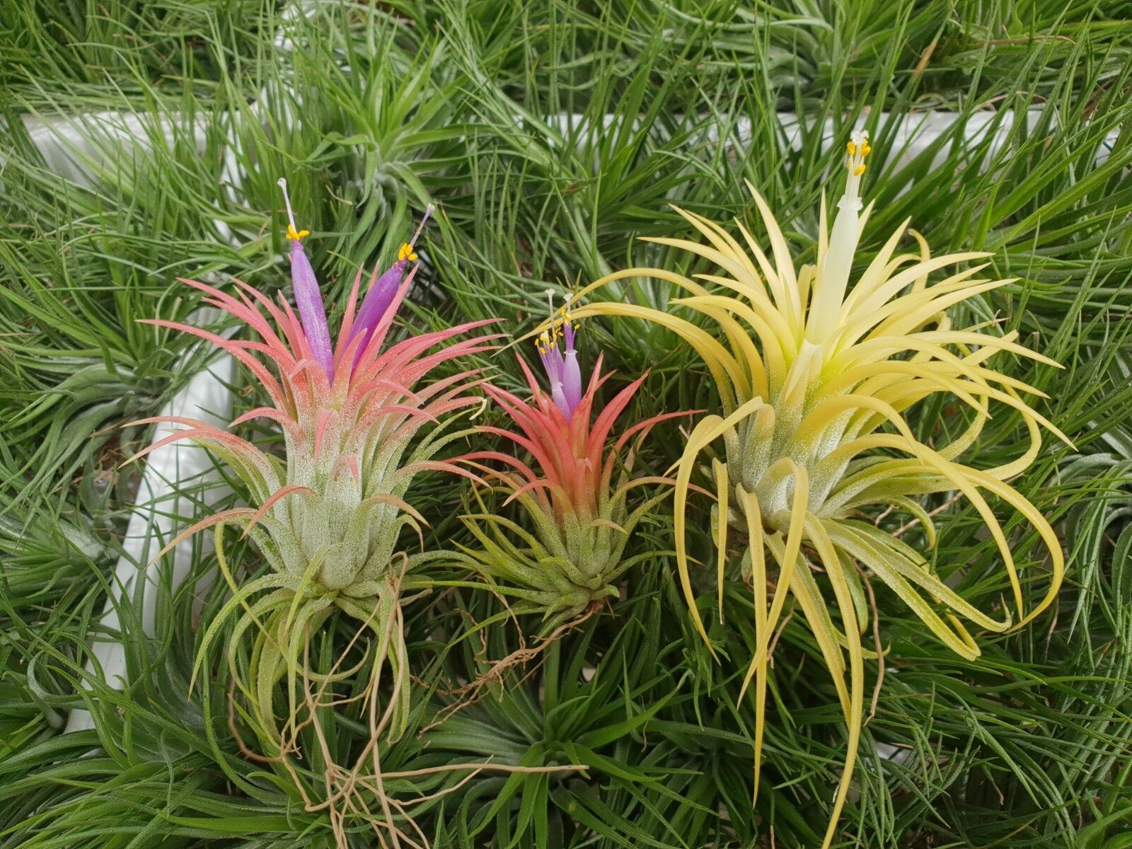 Tillandsia ionantha 'Druid' Albino Form