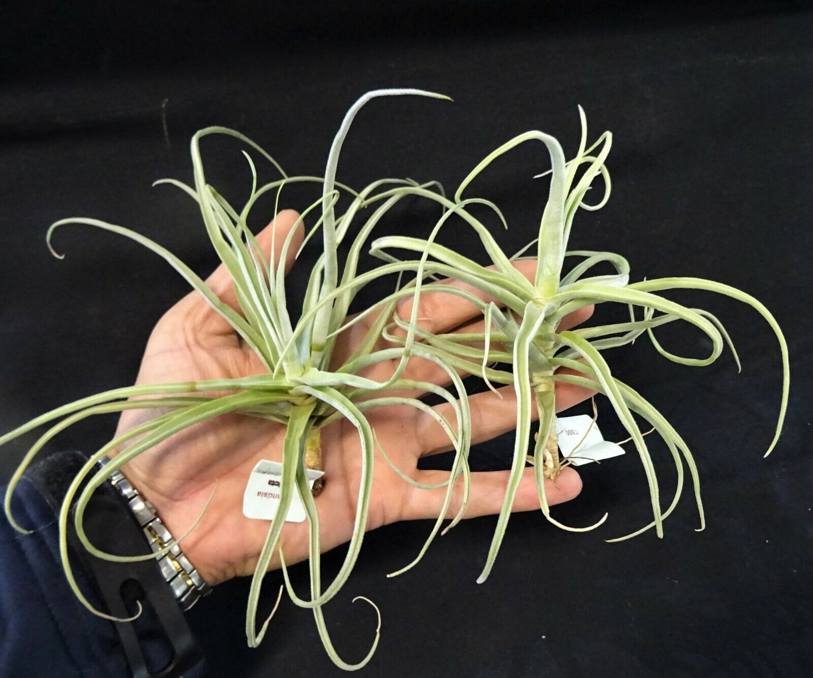 streptocarpa air plant Tillandsia streptocarpa – Collectors Online