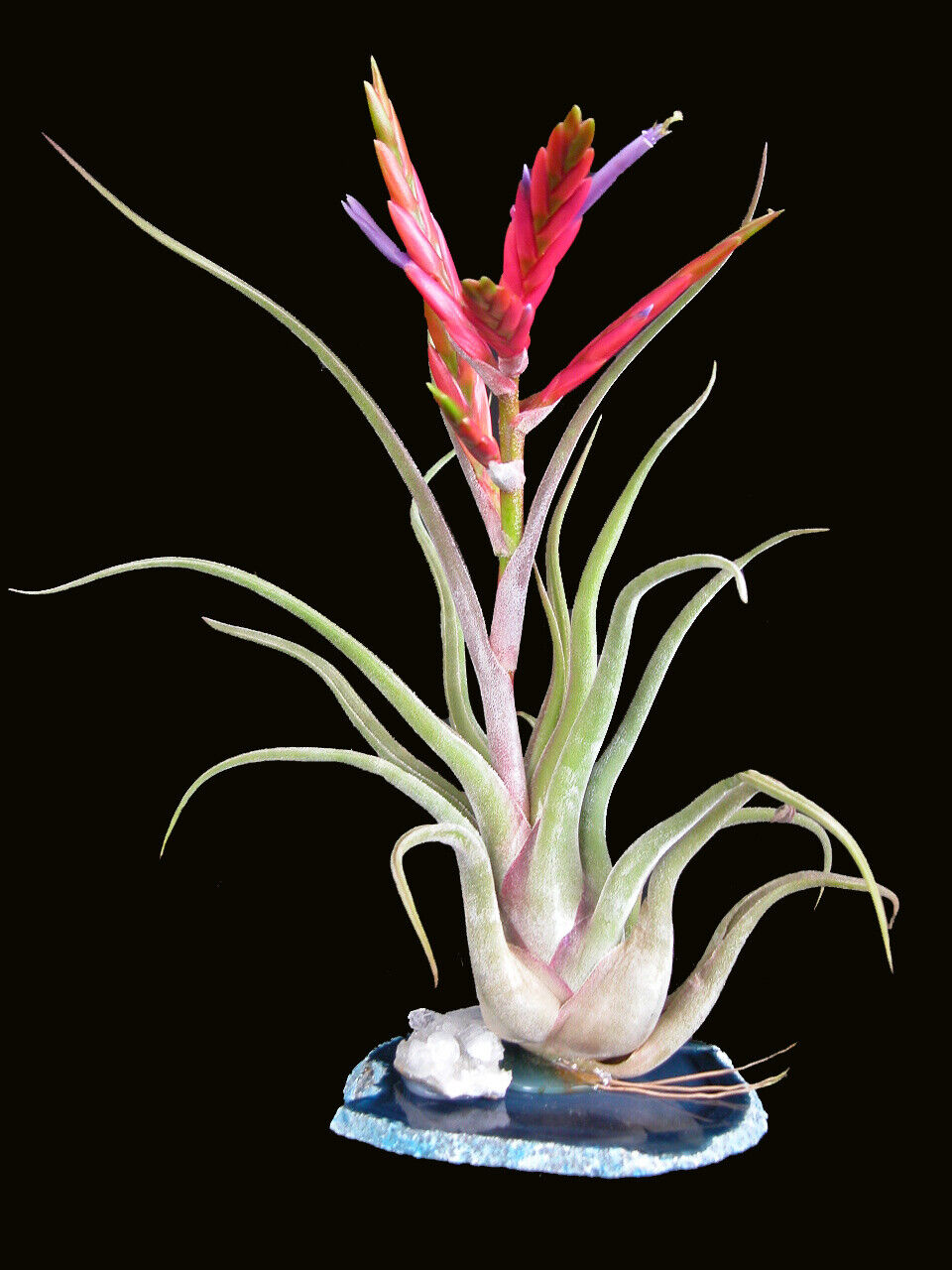 Tillandsia caput-medusae