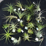 Tillandsia collection of 10 varying species/cultivars