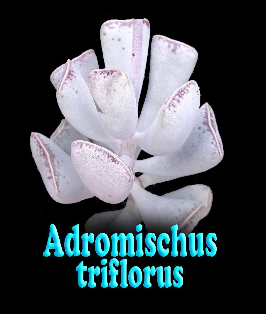 Adromischus triflorus