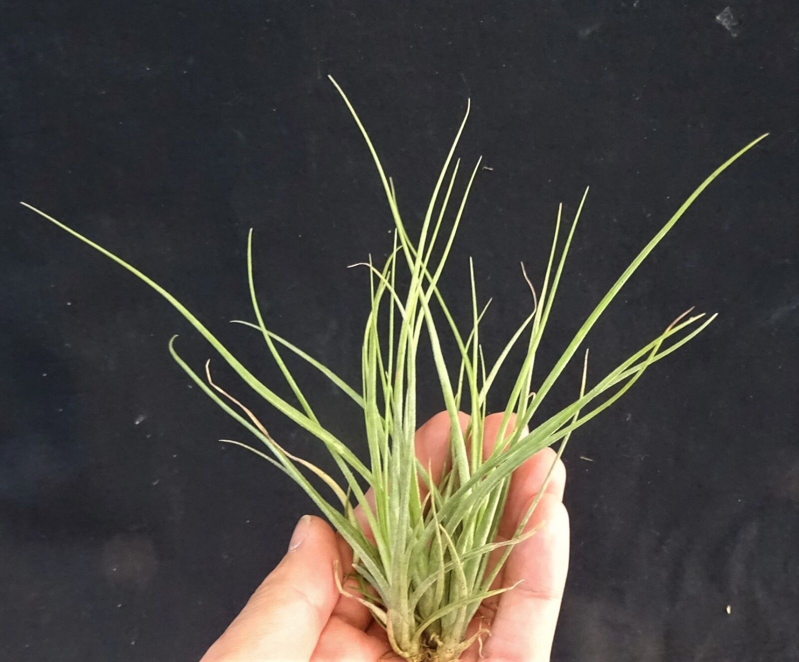 Tillandsia flavoviolacea 'Moonlight' - The Glowing Air Plant