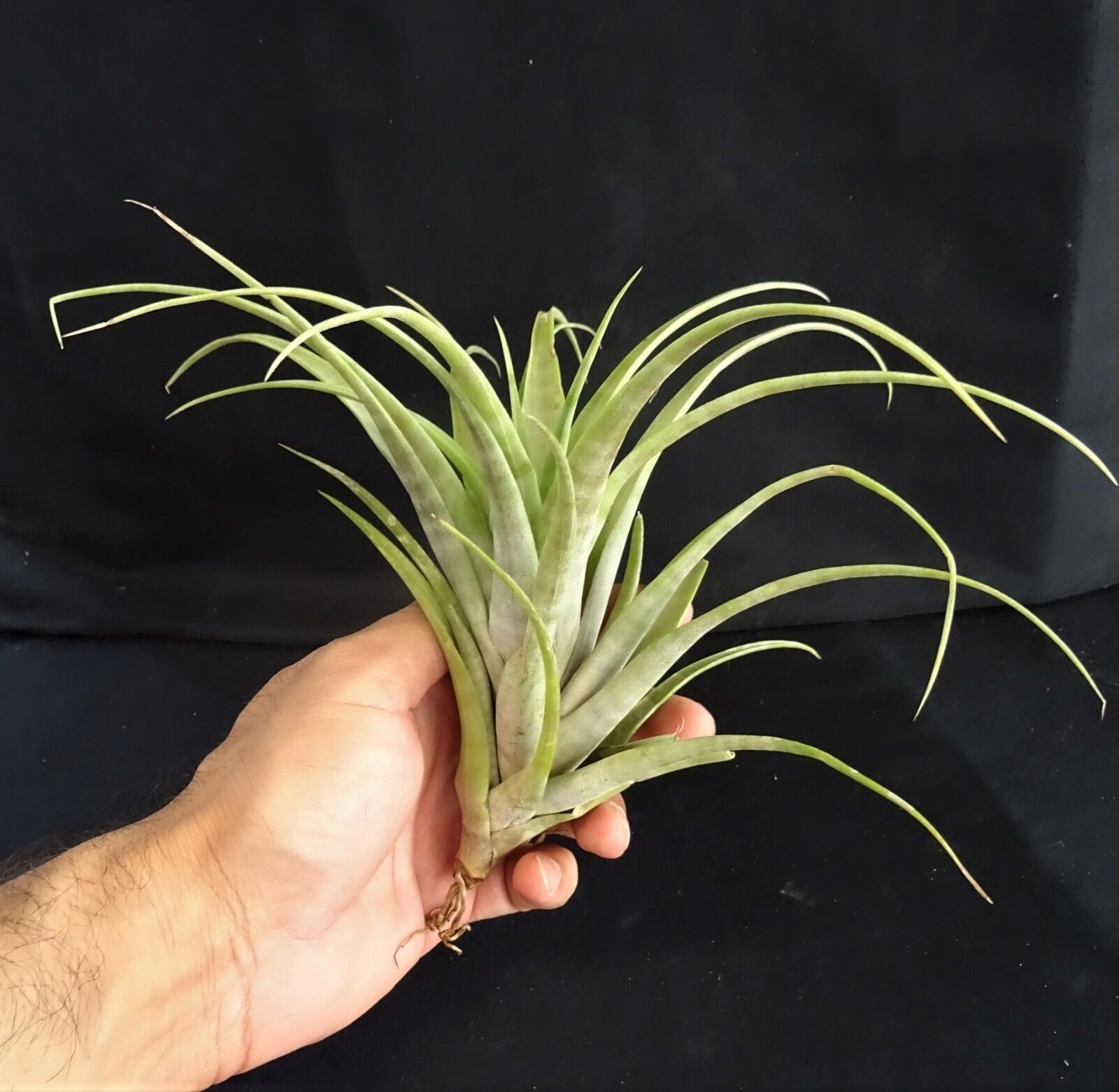 Tillandsia flexuosa - viviparous form