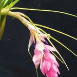 Tillandsia Cotton Candy 'Green'