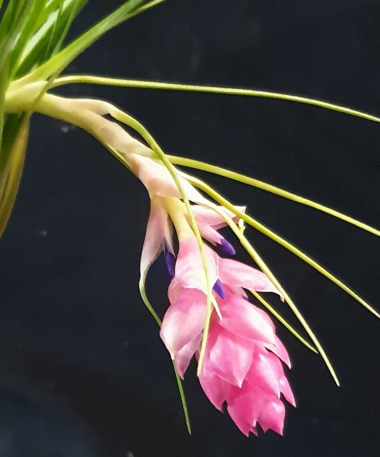 Tillandsia Cotton Candy 'Green'