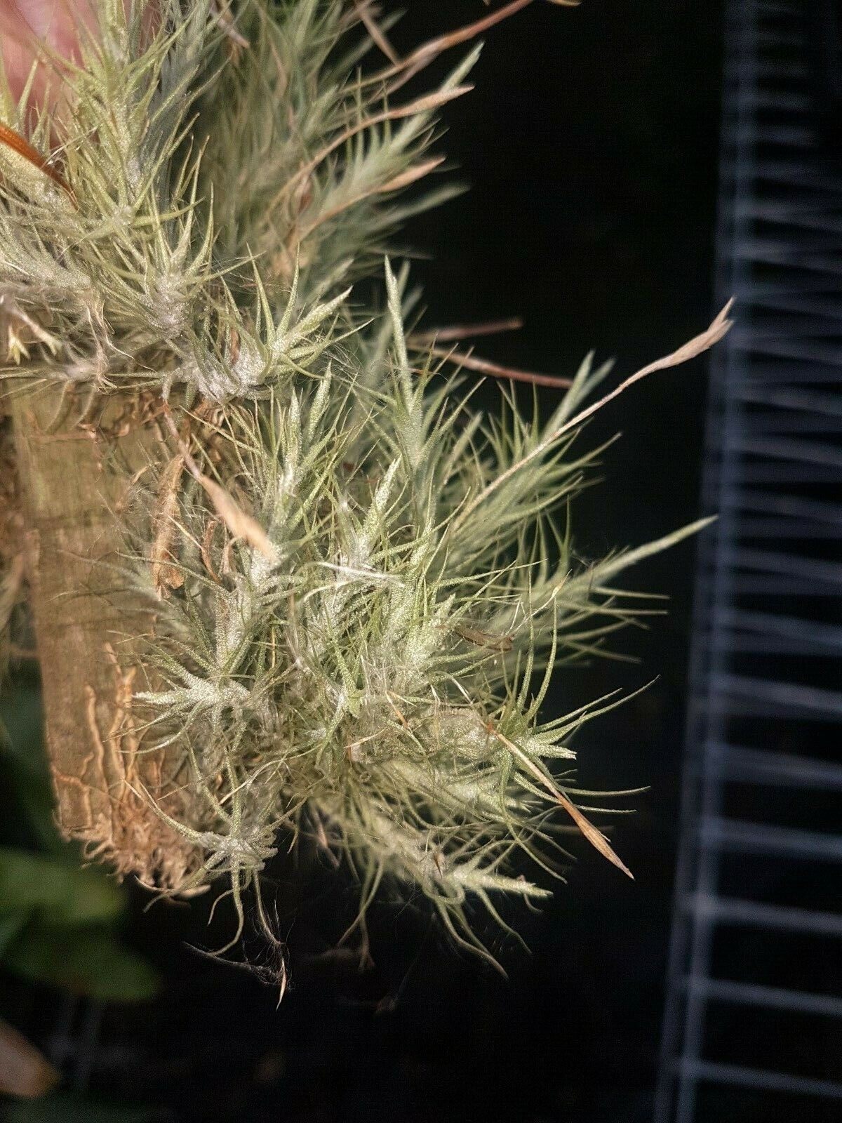 Tillandsia tricholepsis