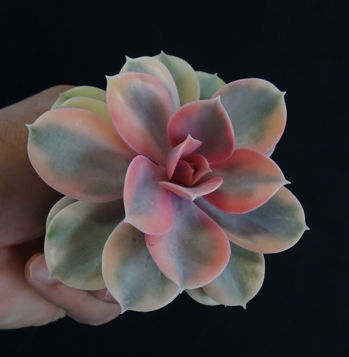 Echeveria x hybrid 'West Rainbow'