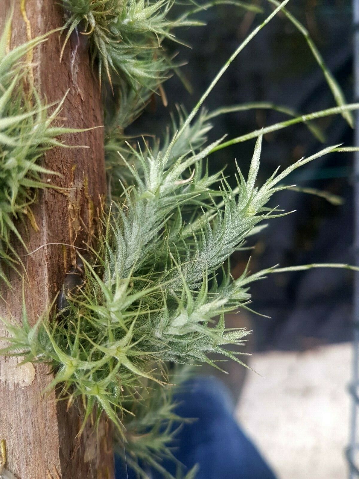 Tillandsia tricholepsis