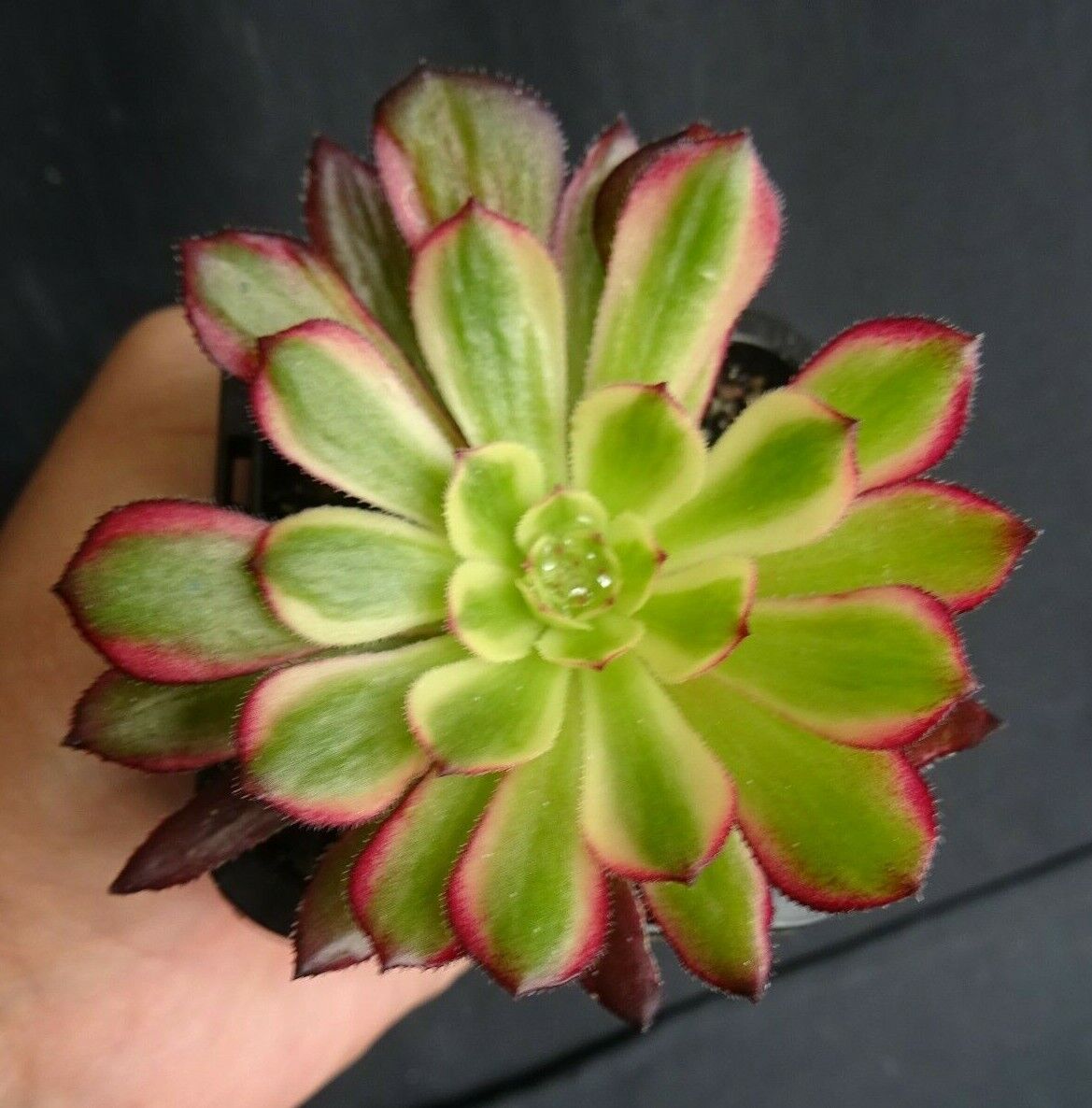 Aeonium arboreum 'Mardi Gras'