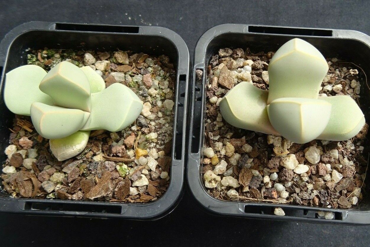 Lapidaria margaretae