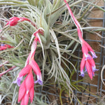 Tillandsia leonamiana 'Leon' - The Fuzzy Air Plant