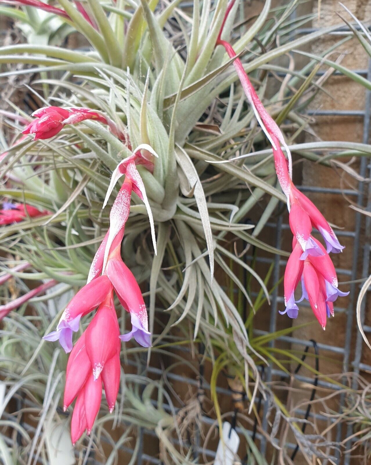 Tillandsia leonamiana 'Leon' - The Fuzzy Air Plant