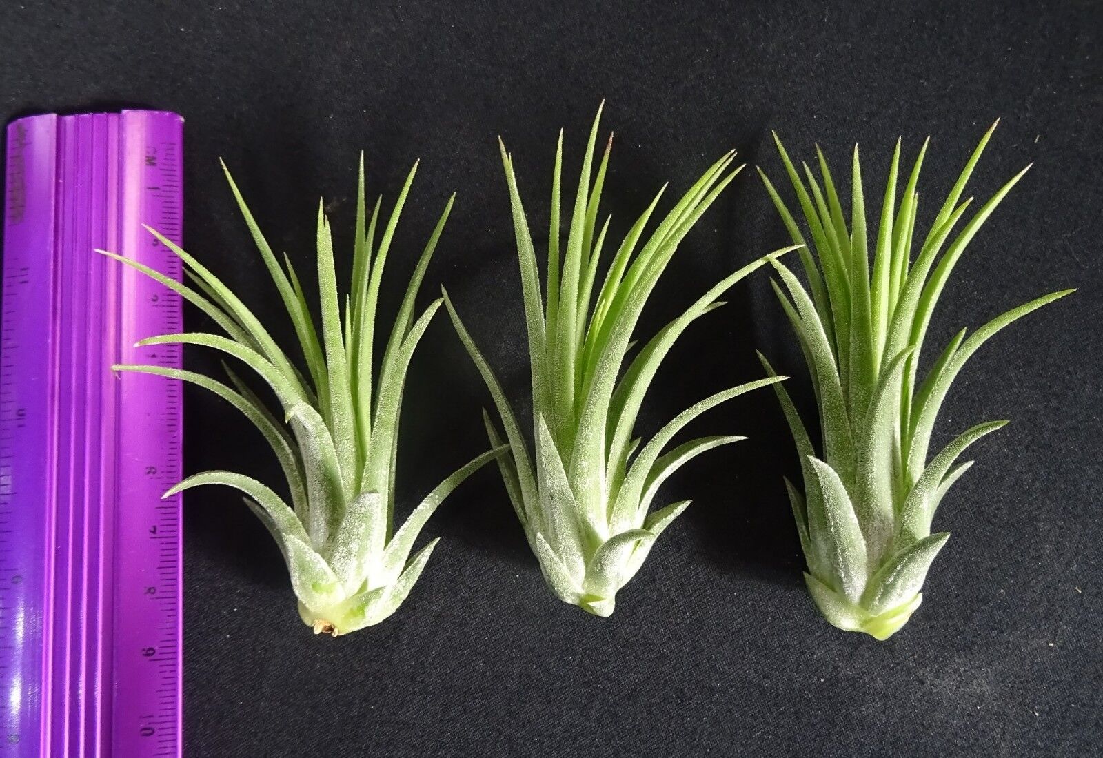 Tillandsia ionantha x 25