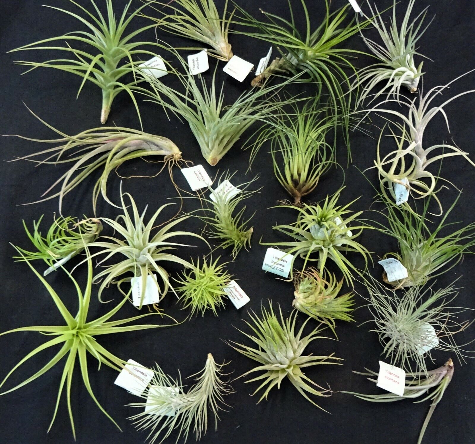 Tillandsia collection of 20 varying species/cultivars