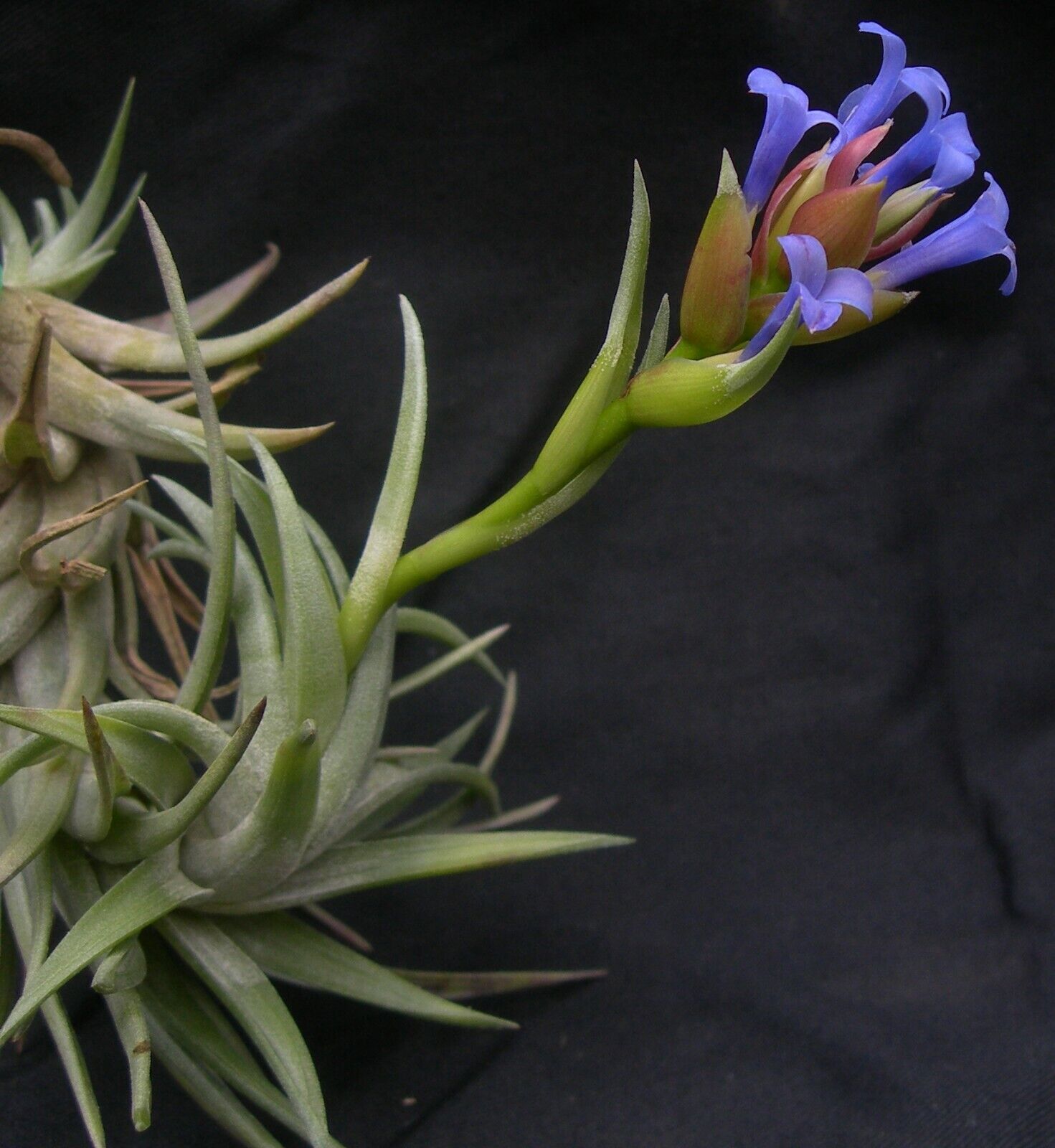 Tillandsia neglecta