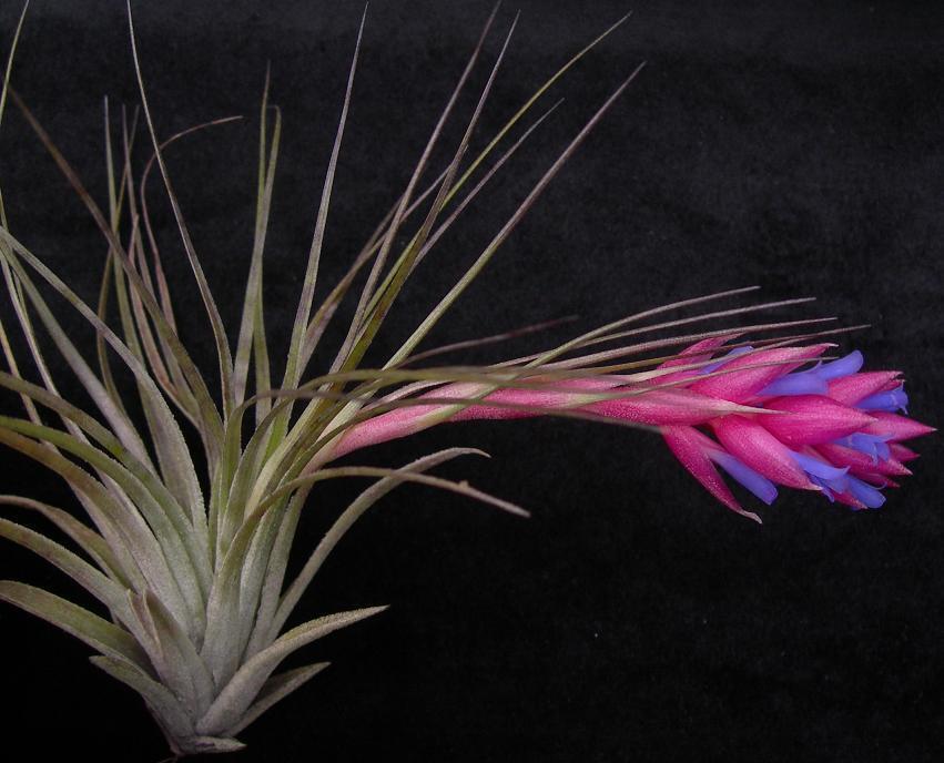 Tillandsia stricta - The Versatile Air Plant