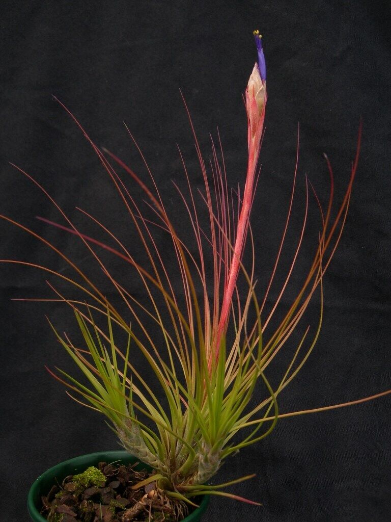 Tillandsia juncea 'Juncifolia'