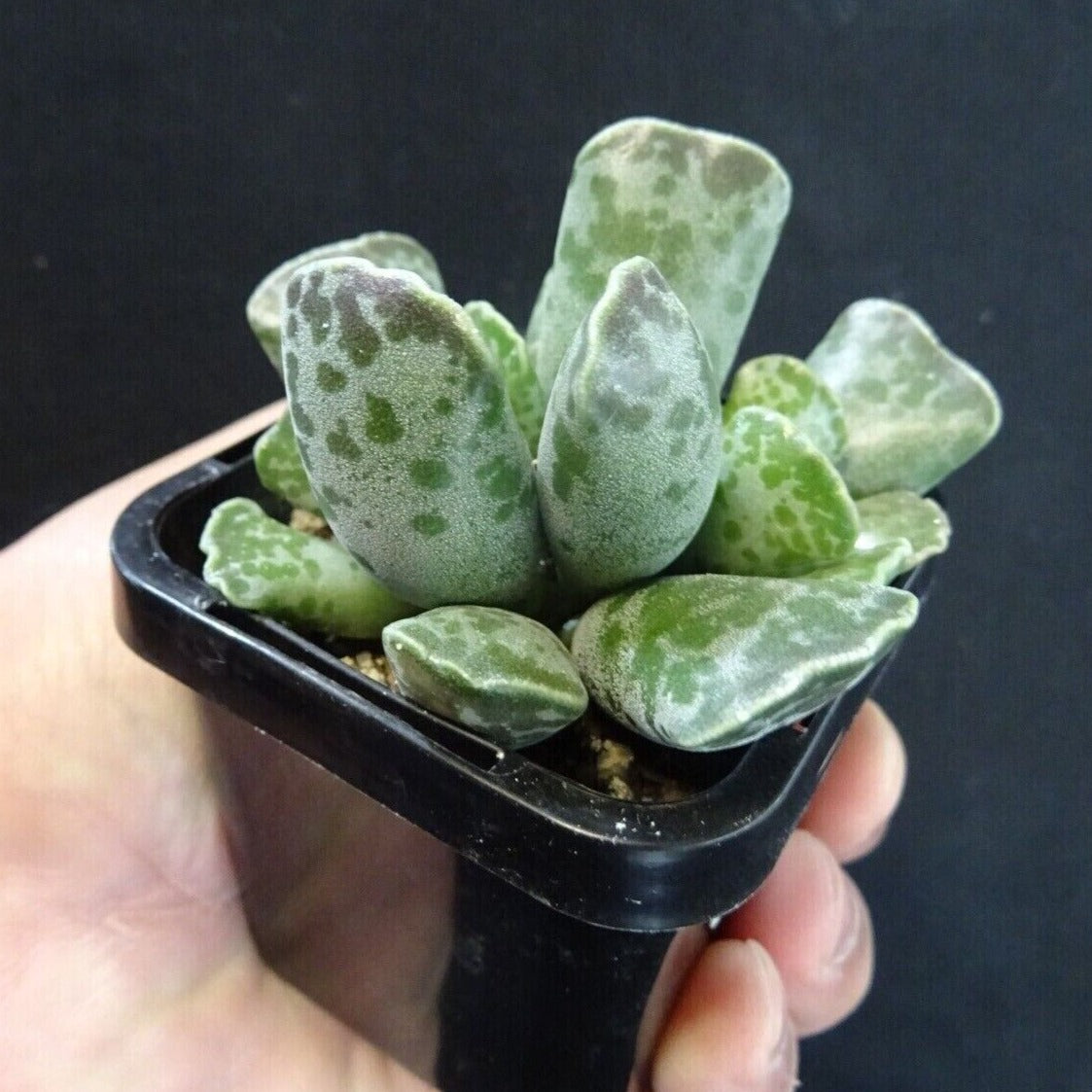 Adromischus cooperi