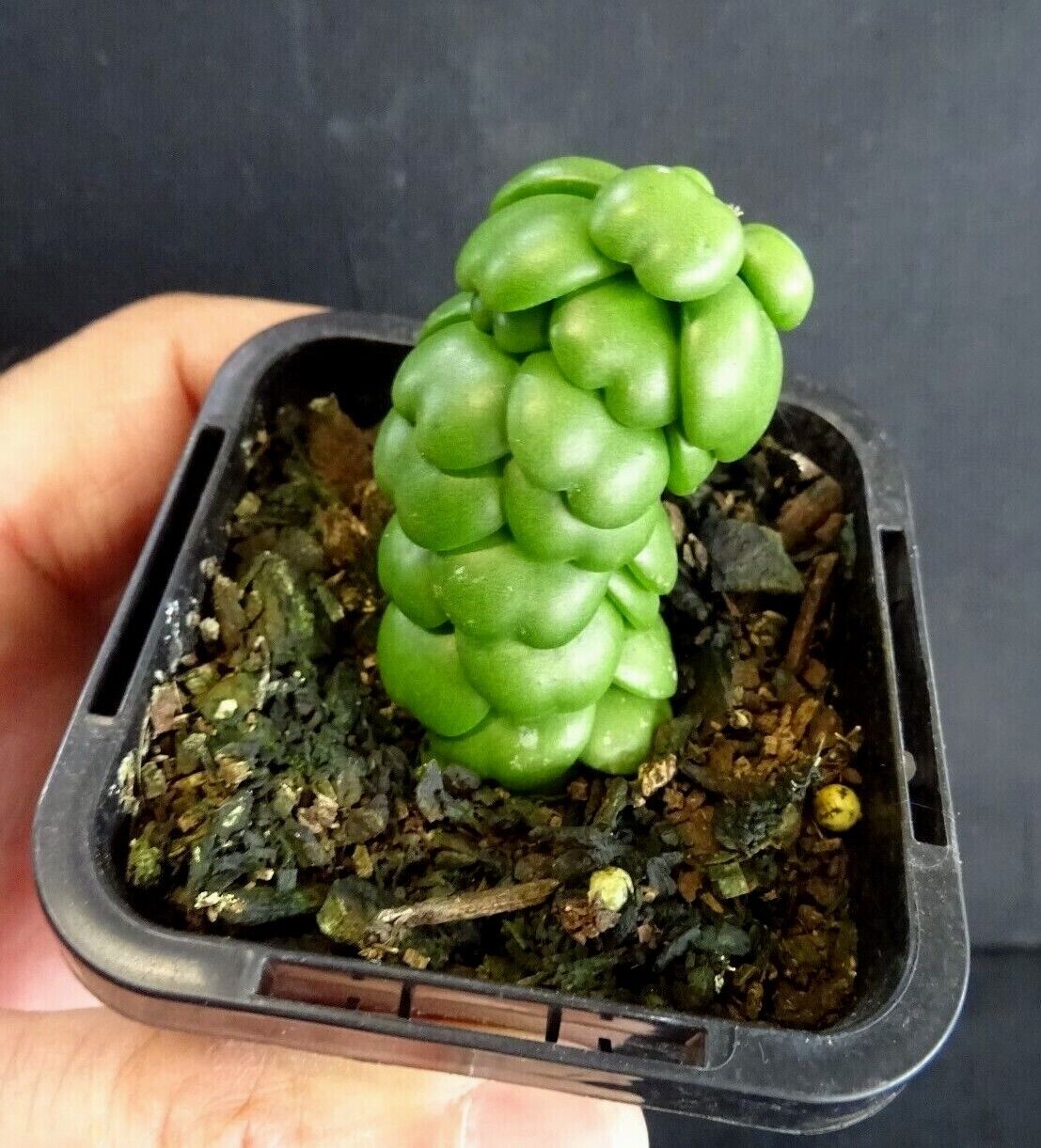 Dischidia nummularia Dragon Jade (Small)