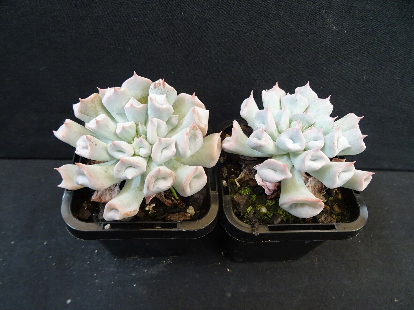 Echeveria x Hybrid Trumpet Pinky 'Blue Form'