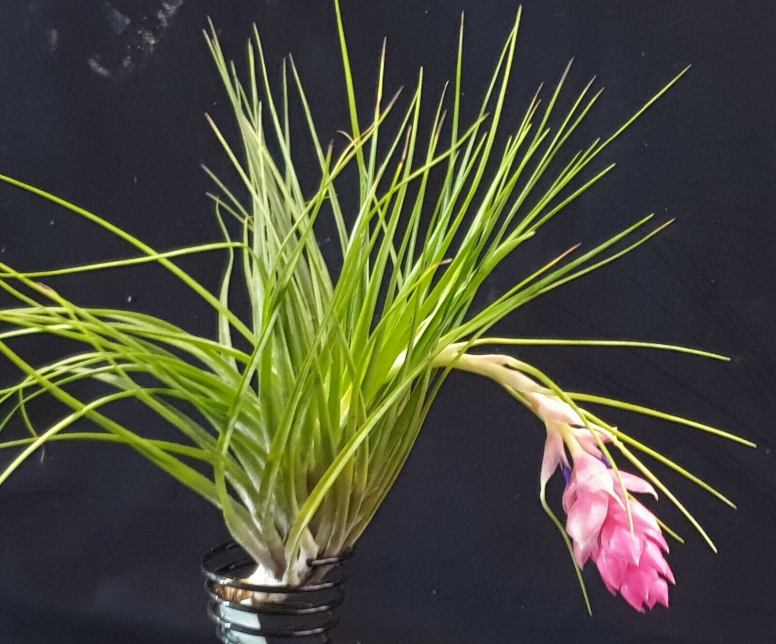 Tillandsia 'Cotton Candy Green'