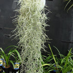 Tillandsia usneoides 'Spanish moss' x 10 bunches