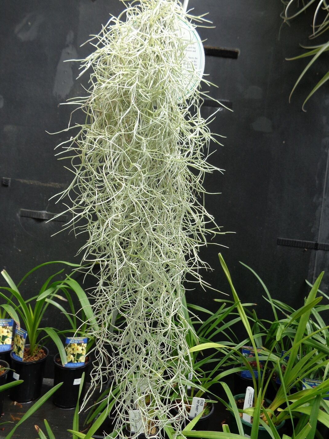 Tillandsia usneoides 'Spanish moss' x 10 bunches