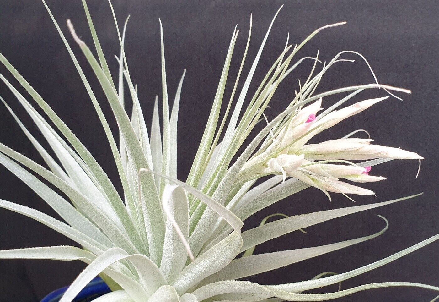 Tillandsia gardneri - The Silvery Air Plant