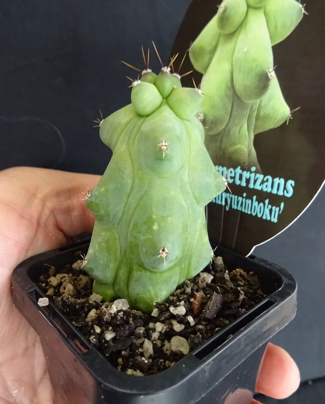 Myrtillocactus geometrizans fukurokuryuzinboku