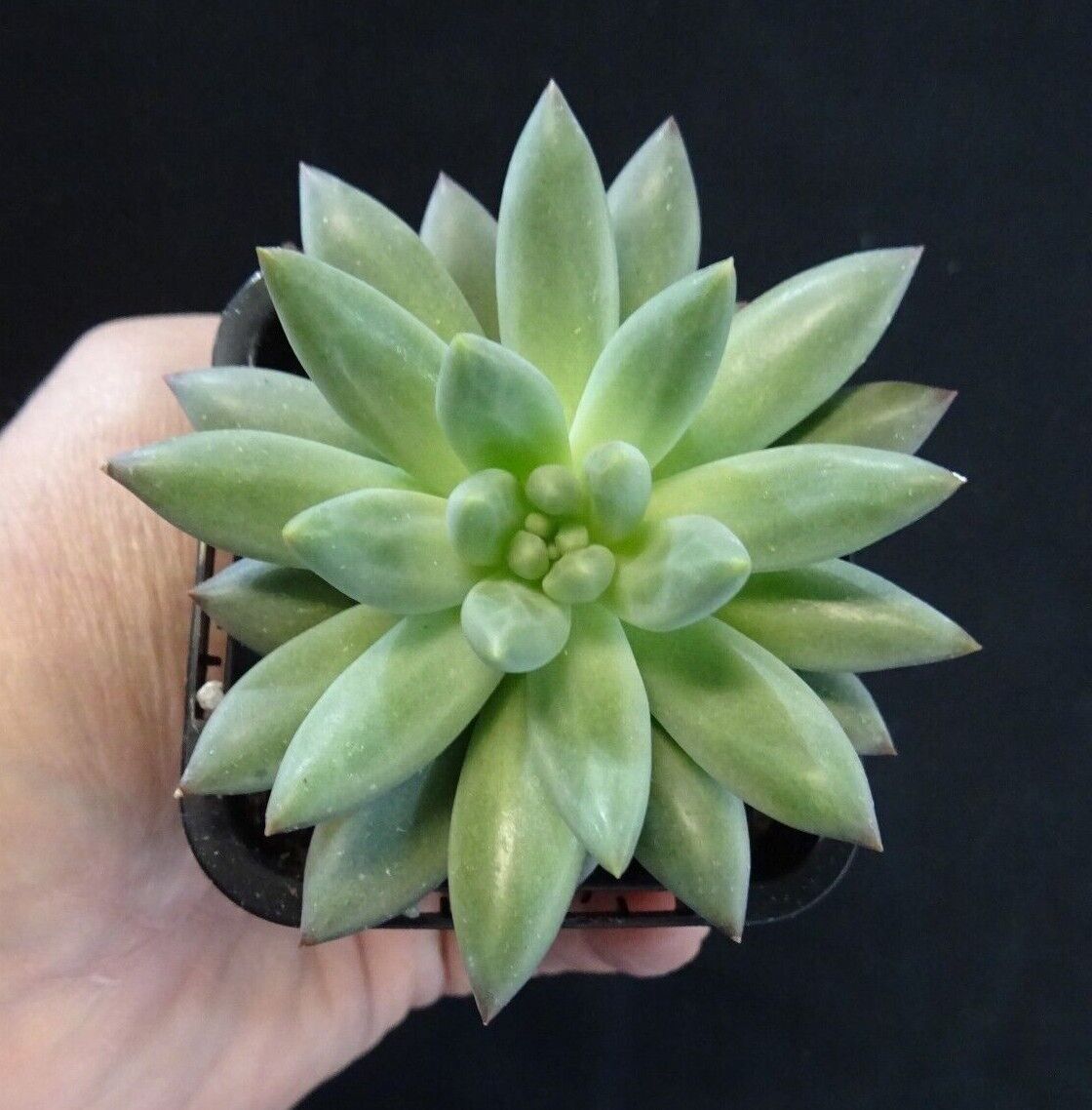 Pachyveria 'Angels Finger'