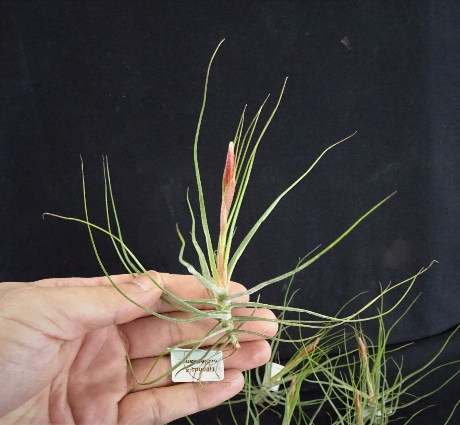 Tillandsia schiedeana