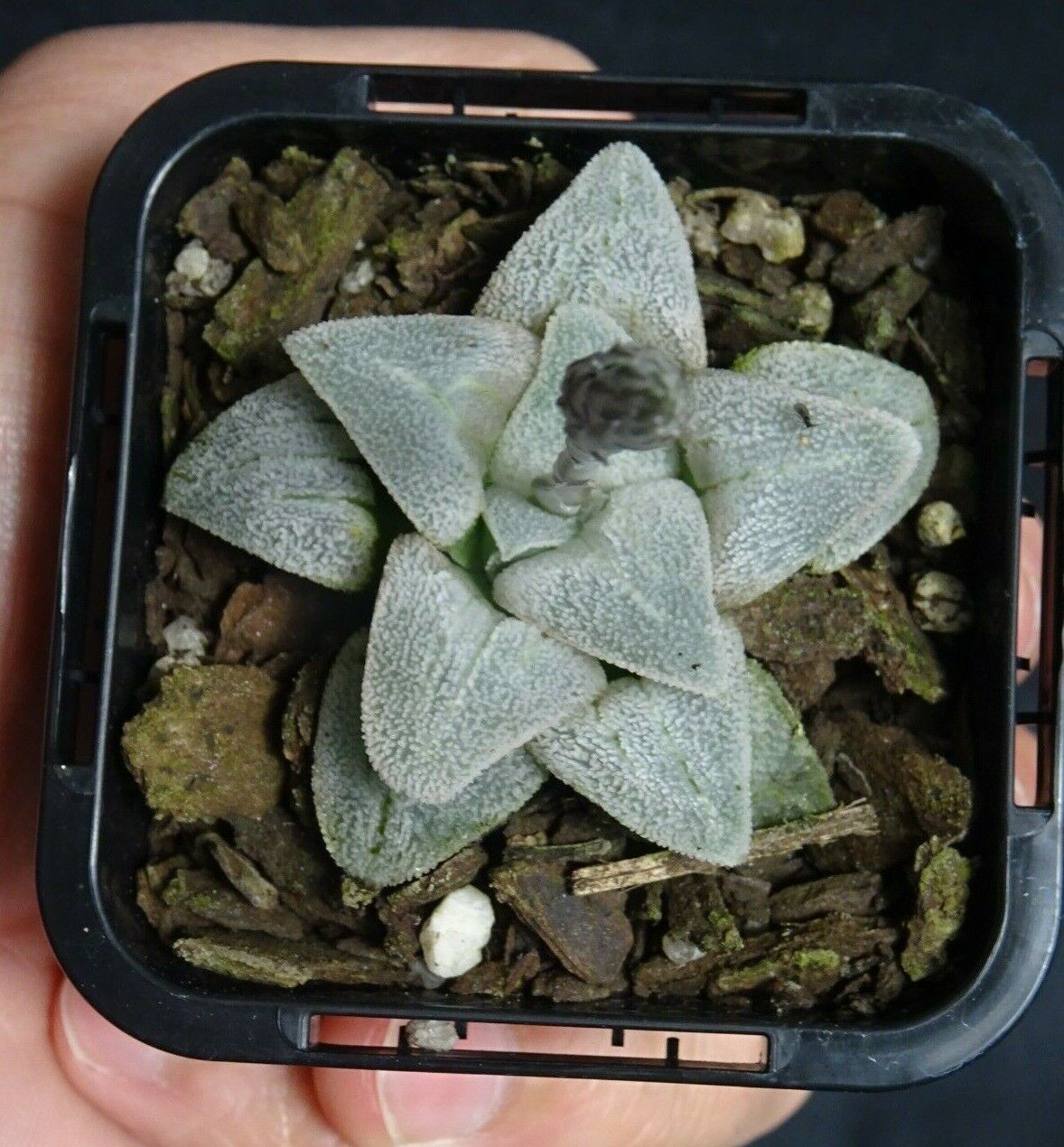 Haworthia pygmaea f. crystallina