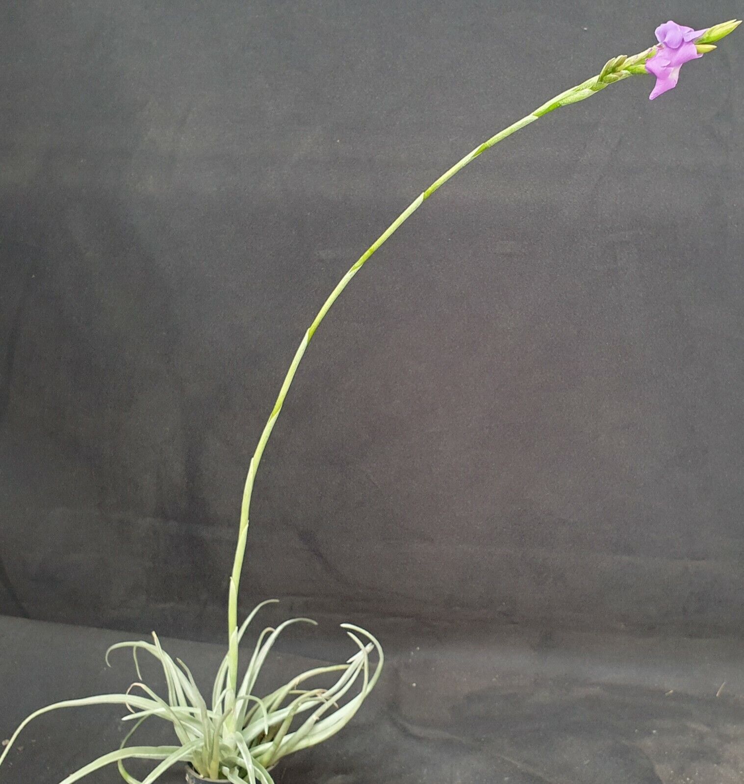 Tillandsia streptocarpa