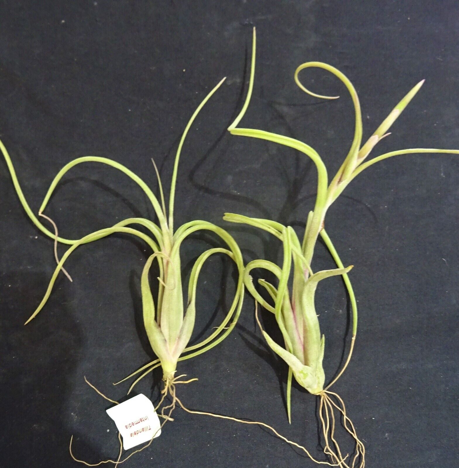 Tillandsia intermedia