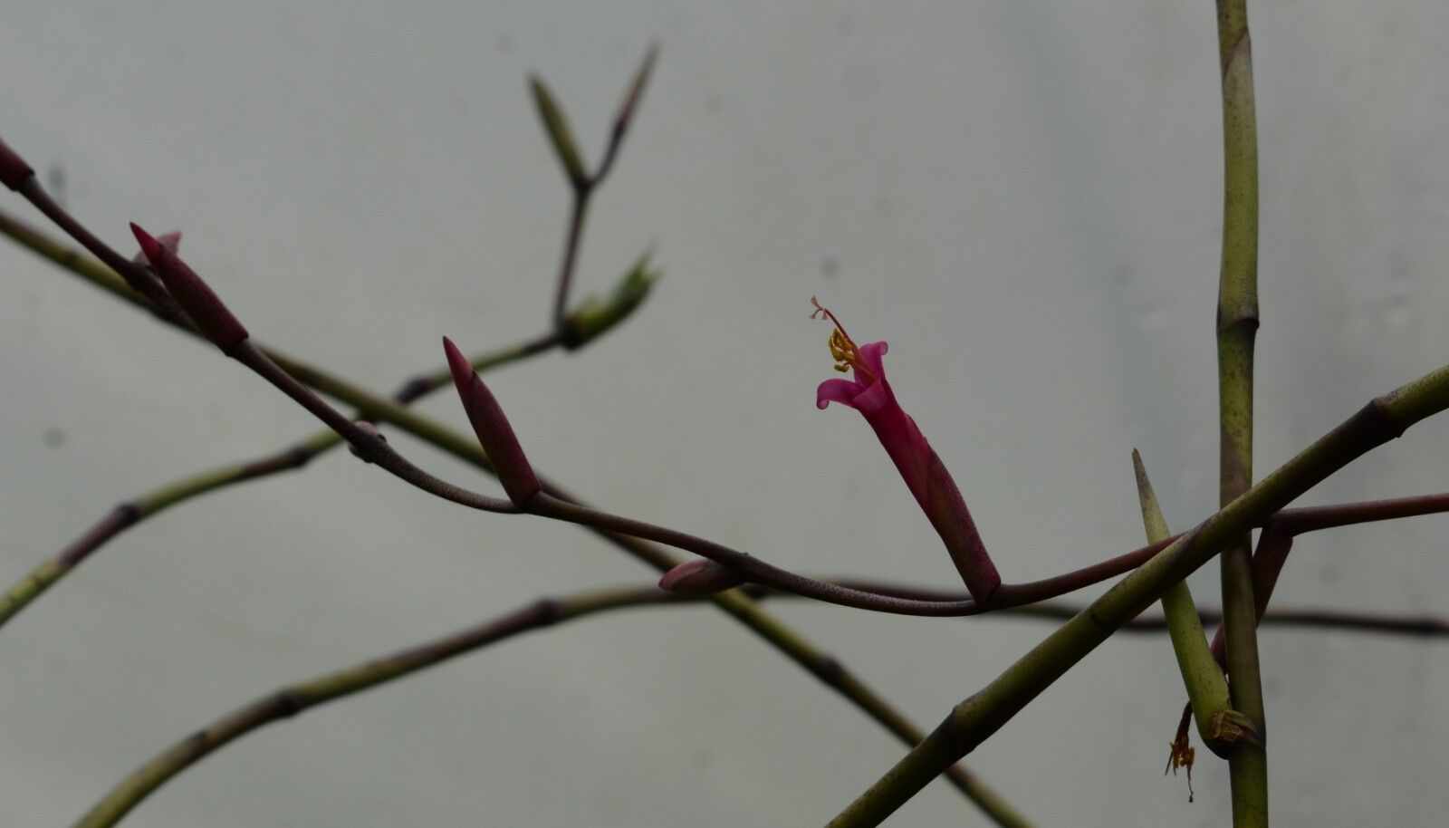 Tillandsia flexuosa - viviparous form