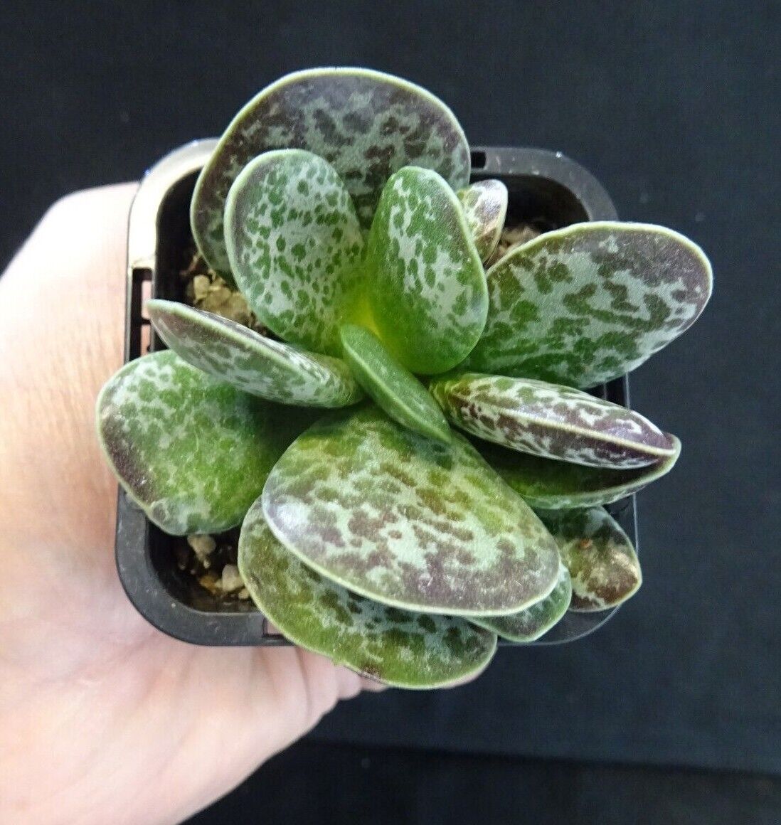 Adromischus maculatus