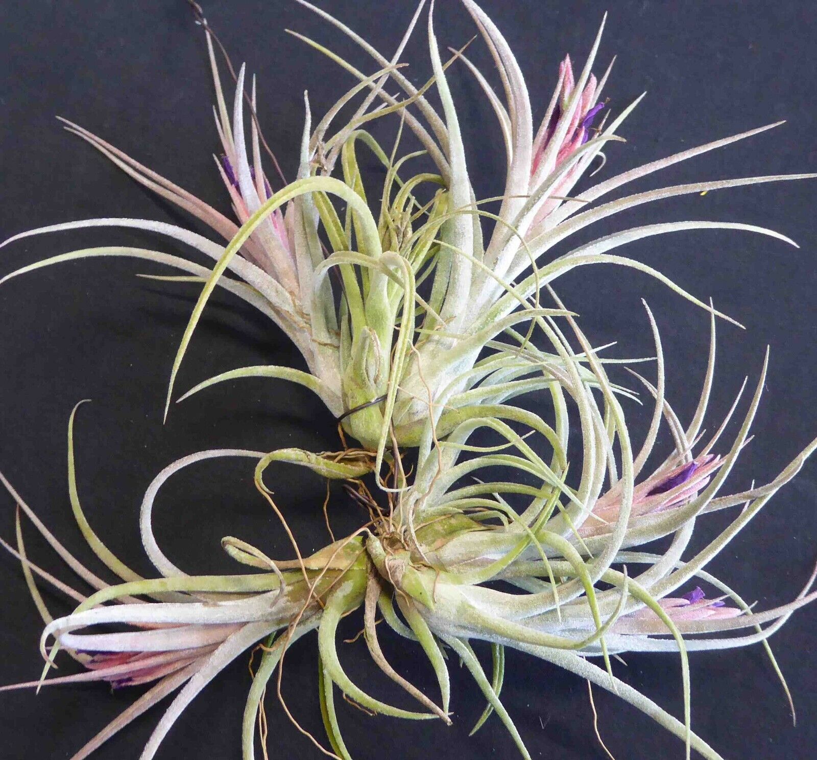 Tillandsia 'Califano'