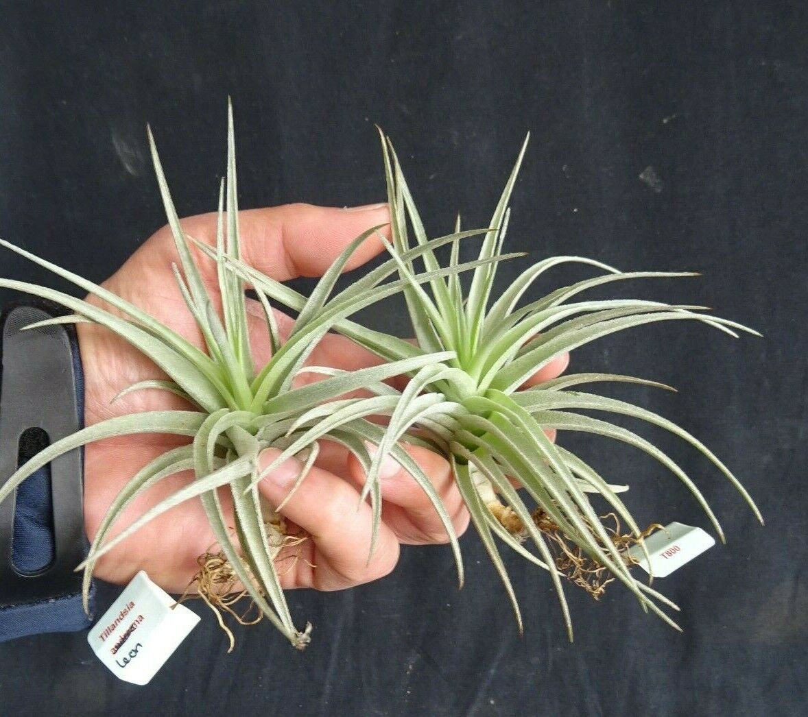 Tillandsia leonamiana 'Leon' - The Fuzzy Air Plant