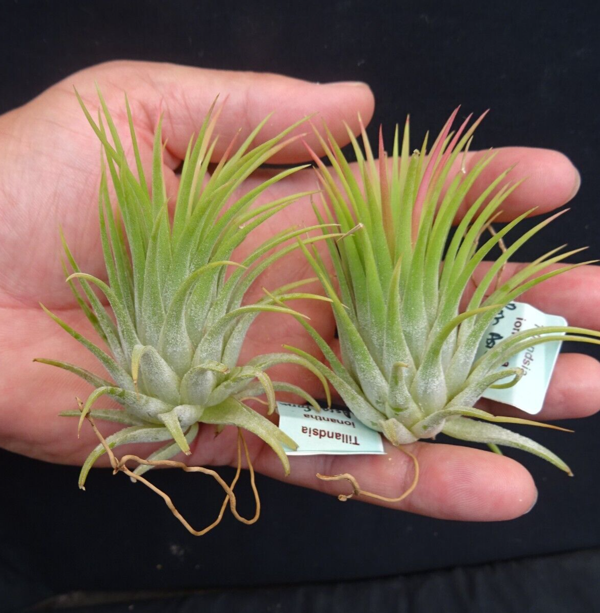 Tillandsia ionantha 'Ron' Asian Form