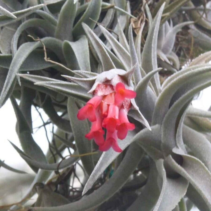 Tillandsia edithae