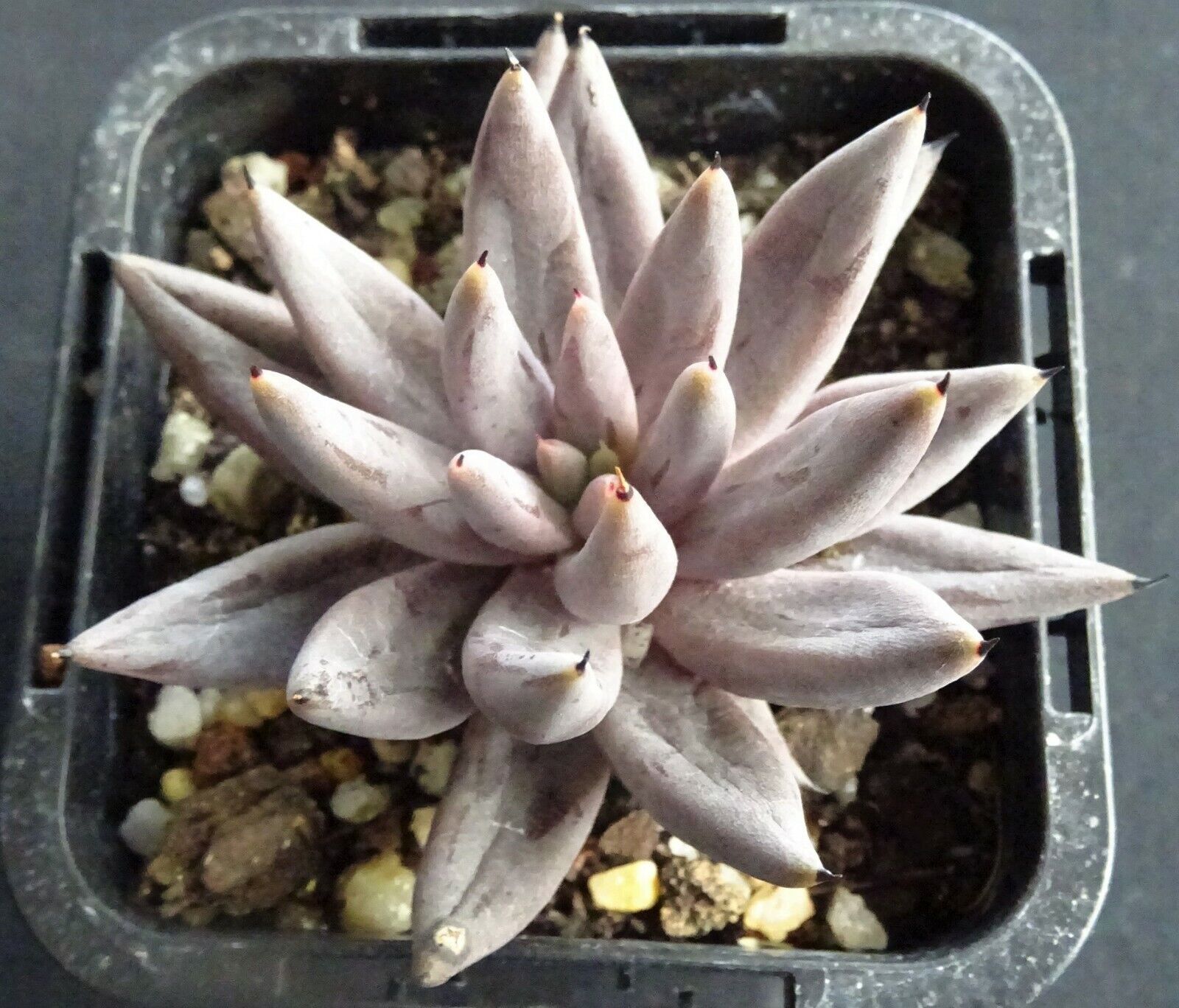 Echeveria unguiculata