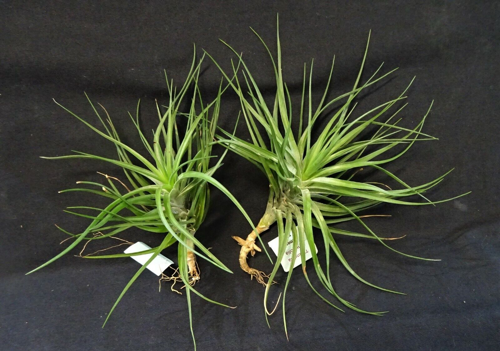 Tillandsia tenuifolia 'Emerald Forest'