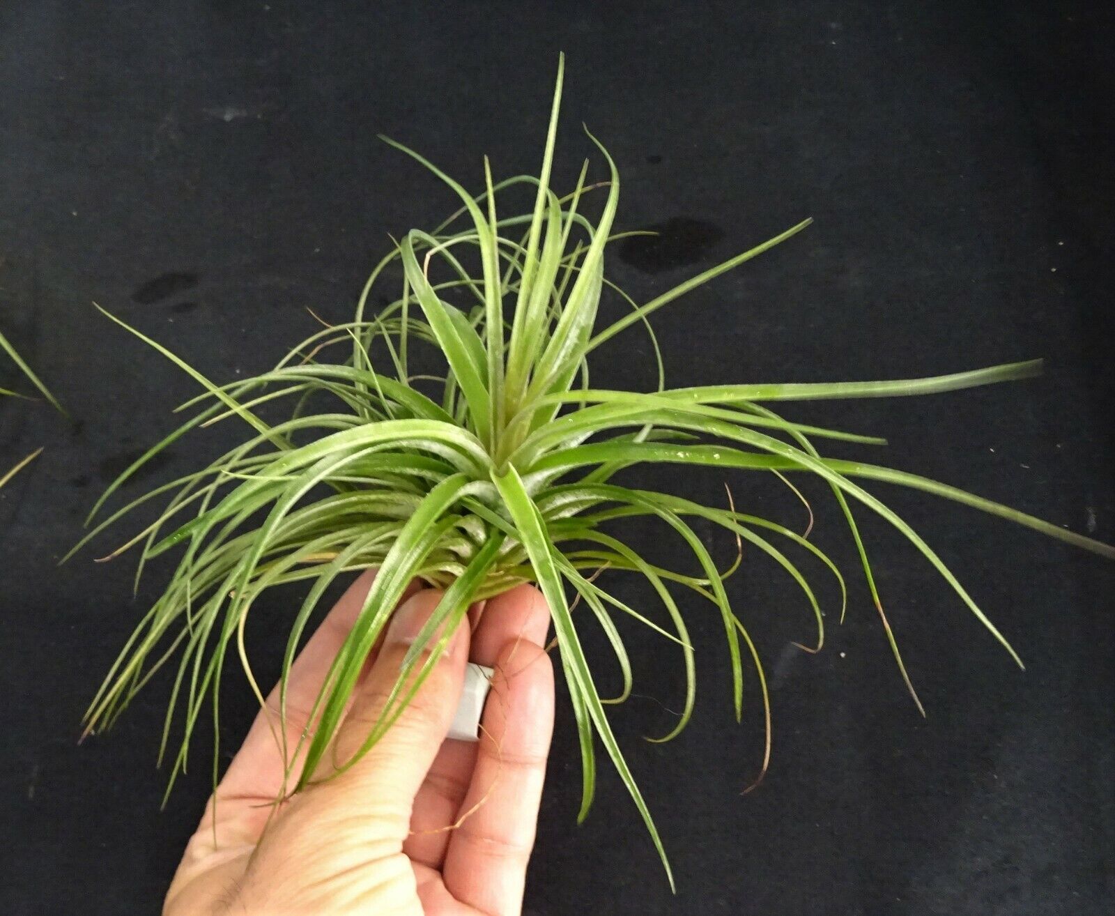 Tillandsia stricta