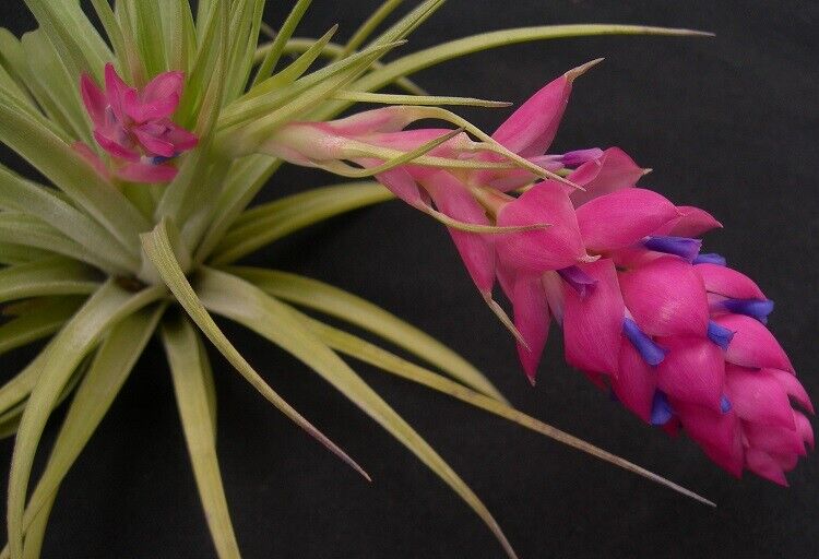 Tillandsia stricta 'Bak'