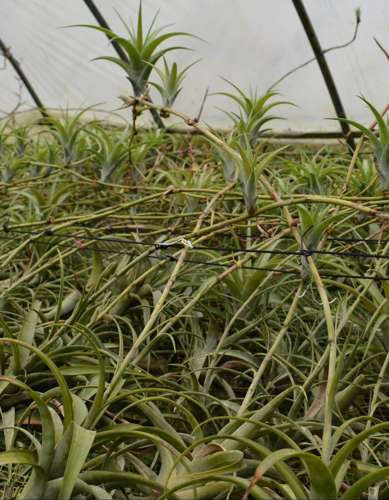 vivipara air plant Tillandsia flexuosa (Viviparous Form) – Collectors Online