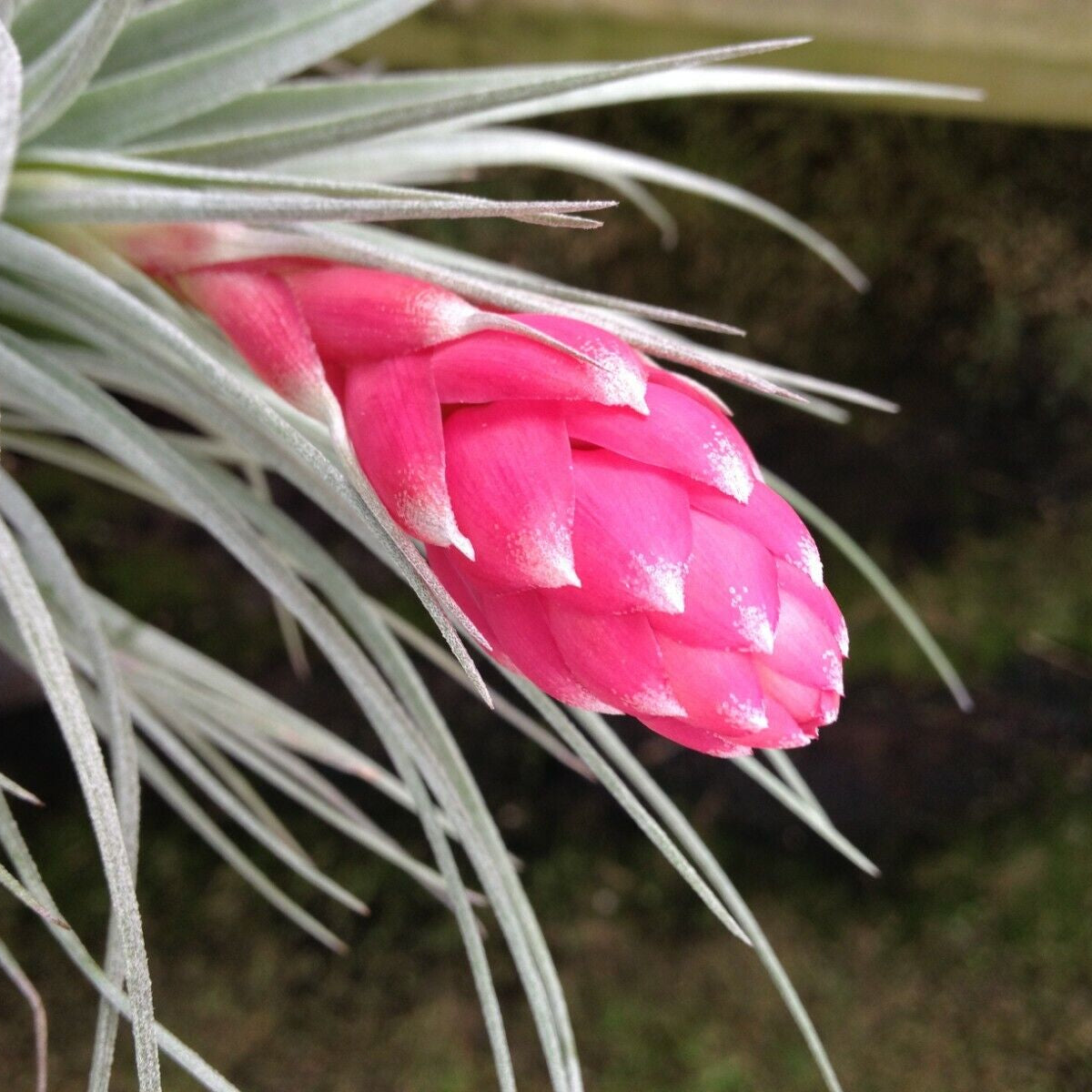 Tillandsia 'Houston' - 10 plants