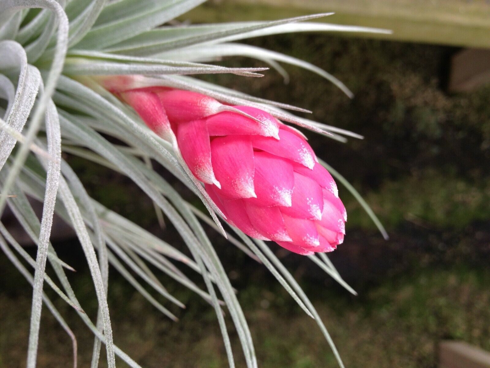 Tillandsia Houston (10 Plants): Vibrant Air Plant Collection