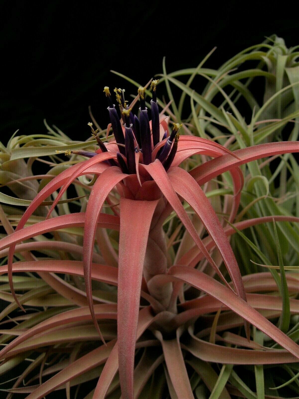 Tillandsia riohondoensis